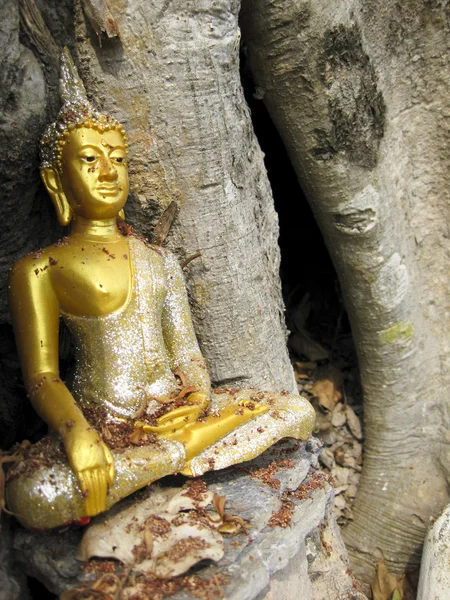 Buddha su un albero di banyan — Foto Stock