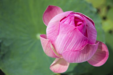 Pembe su lilly flower Tayland