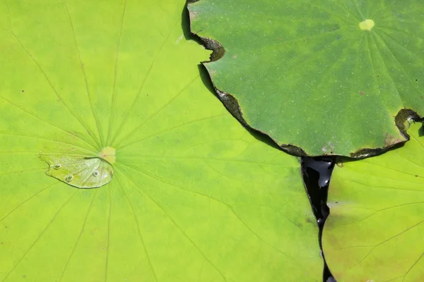 Water lilly pads background — Stock Photo, Image