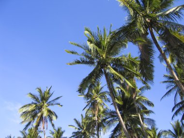 Yeşil palmiye ağaçları ek yükü tropikal plaj