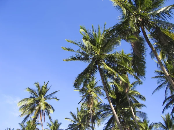 Yeşil palmiye ağaçları ek yükü tropikal plaj — Stok fotoğraf