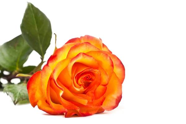 One rose — Stock Photo, Image
