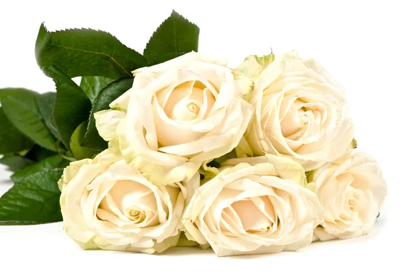 Rosas blancas — Foto de Stock