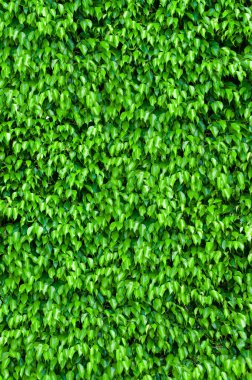 Ficus bush background clipart