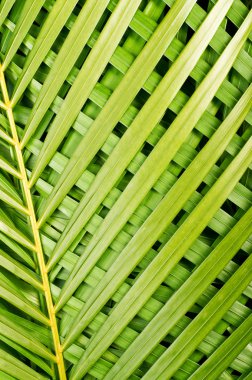 Palm tree leaves clipart