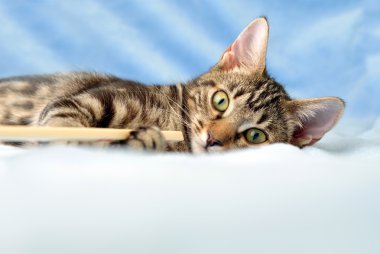 Tabby kitten playing clipart