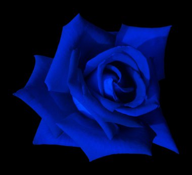 Blue Rose clipart