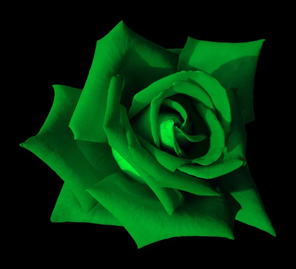 Green Rose — Stock Photo, Image