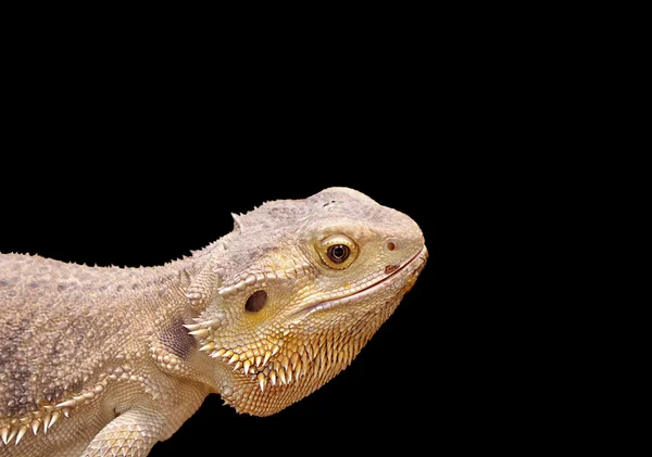 Reptile Portrait — Stock Photo, Image