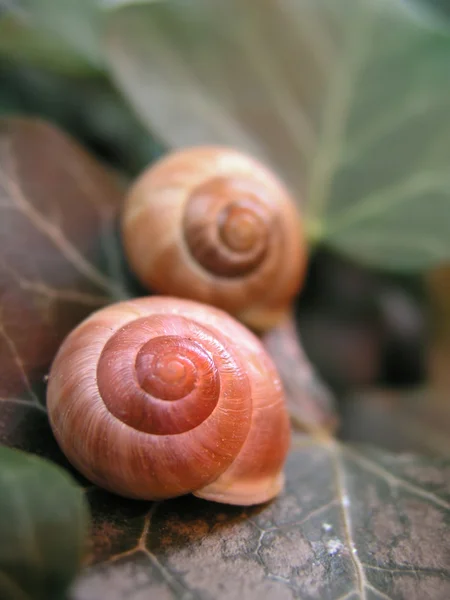 stock image Snail Couple