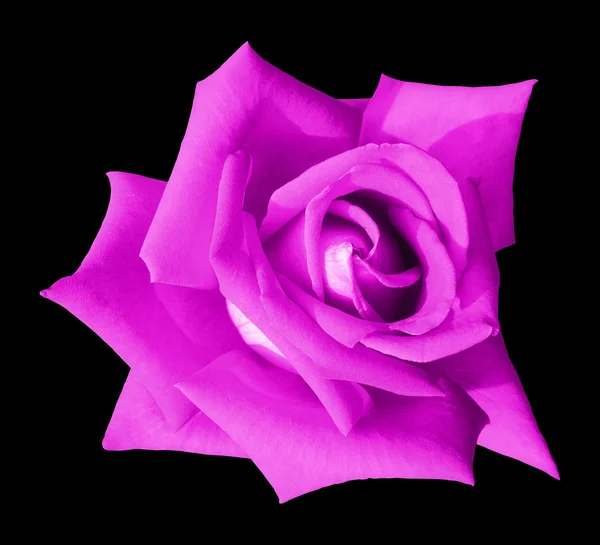 Violet Rose — Stock Photo, Image