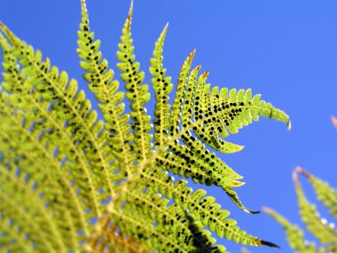 Fern closeup clipart