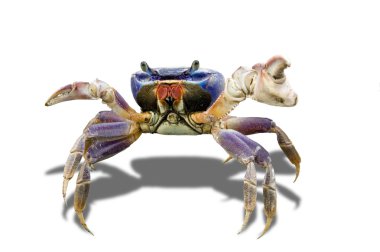Crab isolated clipart