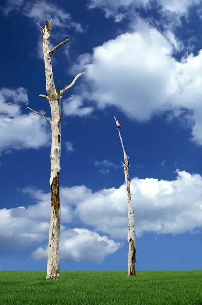 Martwych drzew — Zdjęcie stockowe