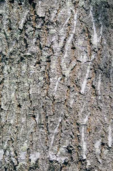 stock image Tree bark