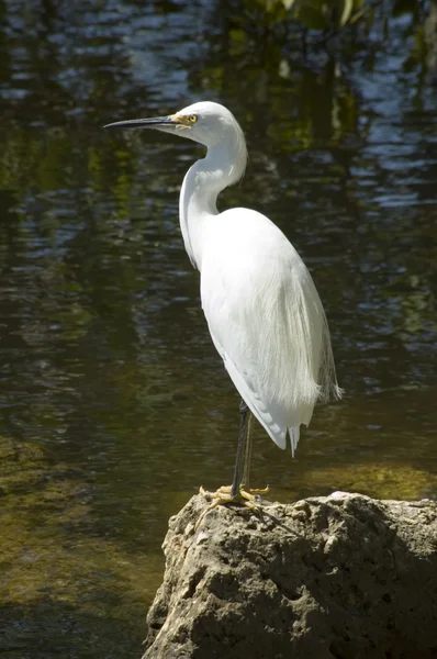 Wild egret — Stock Photo, Image