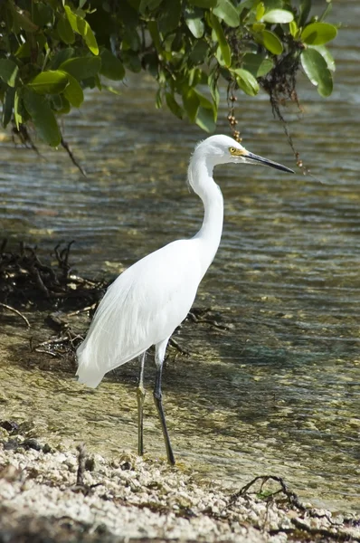 Stock image Wild egret