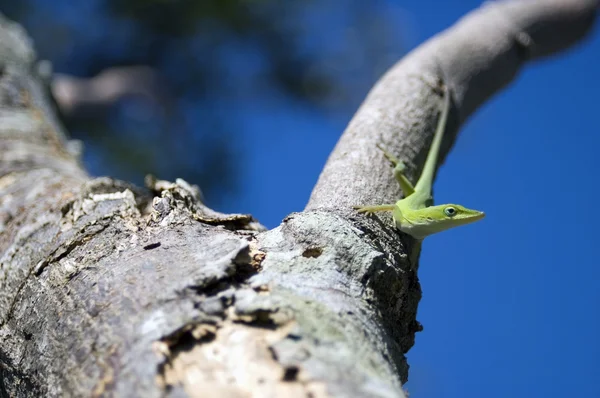 stock image Lizard