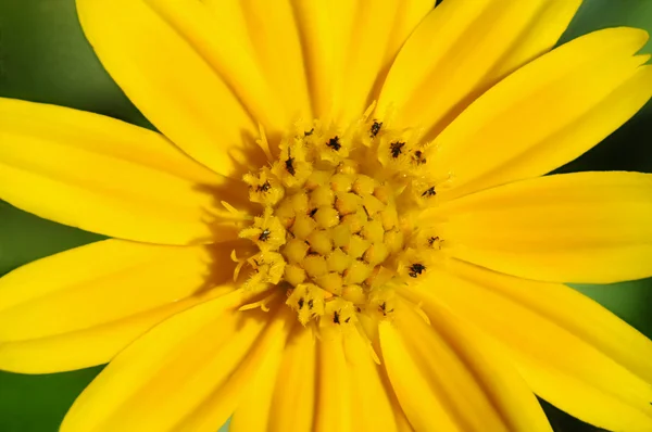 Stock image Coreopsis lanceolata