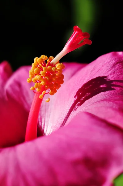Hibiscus rosa-sinensis — Fotografia de Stock