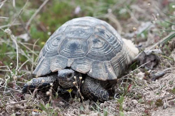 stock image Land Turtle.