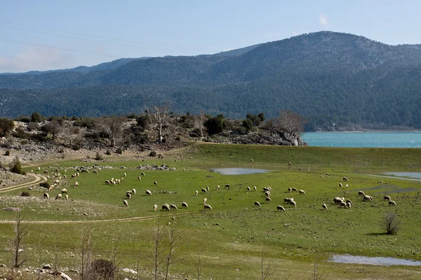 Landschap met sheeps. — Stockfoto
