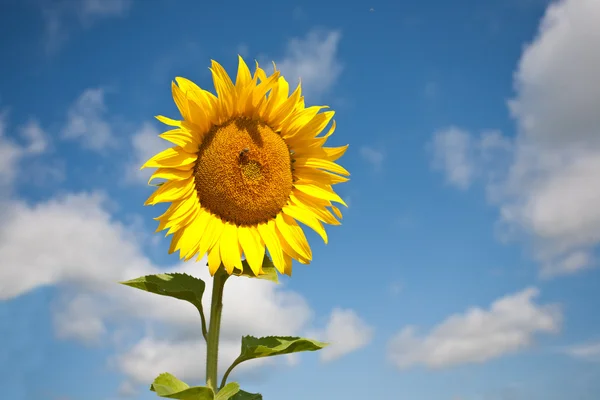 stock image Yellow sunflower.