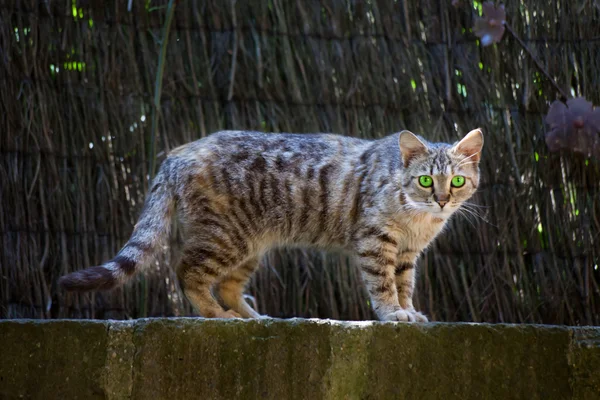 Tabby With Green Eyes — Stock Photo, Image