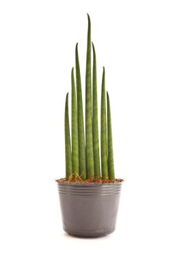 Sansevieria clipart