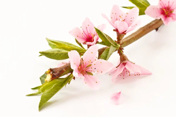 Peach pink flowers — Stock Photo, Image