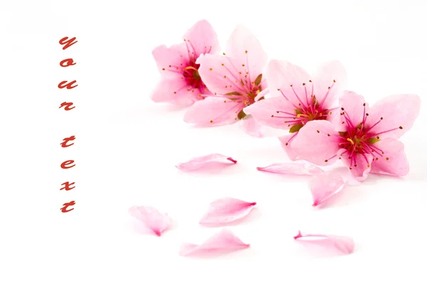 복숭아 핑크 꽃 — 스톡 사진