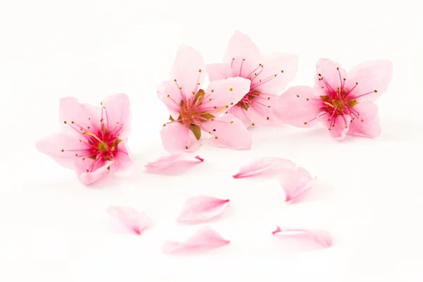 Melocotón flores rosadas — Foto de Stock