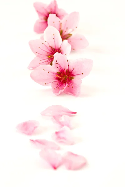 Melocotón flores rosadas —  Fotos de Stock