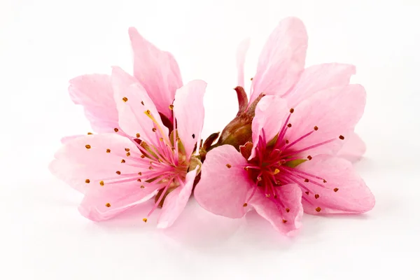 Şeftali pembe çiçekler — Stok fotoğraf