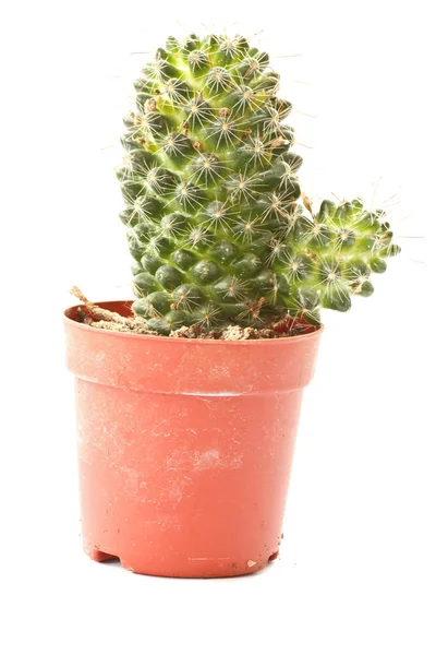 Zielony kaktus kłujące — Zdjęcie stockowe