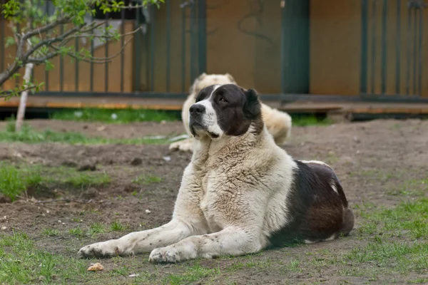 Středoasijský pastevecký pes — Stock fotografie