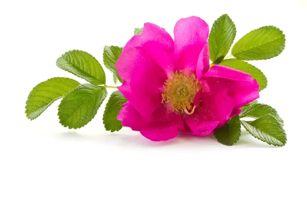 Flor de rosa selvagem — Fotografia de Stock