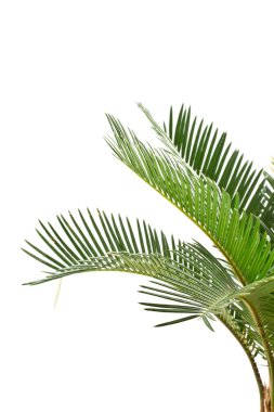 Sago palm clipart