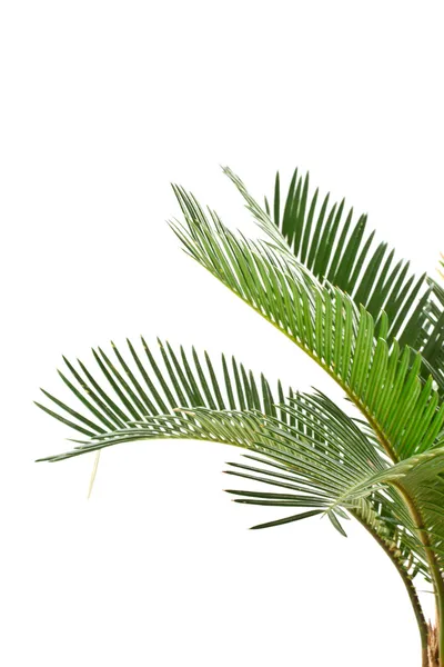 Sago palma — Fotografia de Stock