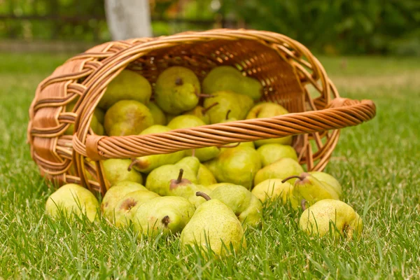 Päron i korgen — Stockfoto
