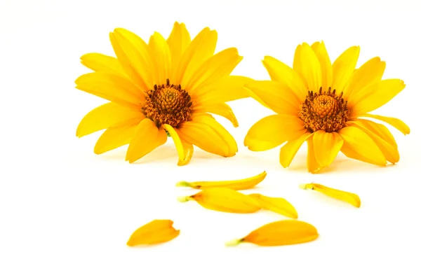 Πέταλα κίτρινο λουλούδια — Φωτογραφία Αρχείου