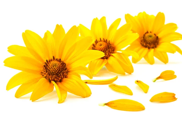 Petals of yellow flowers — Stock Photo, Image
