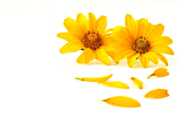 Bloemblaadjes van gele bloemen — Stockfoto
