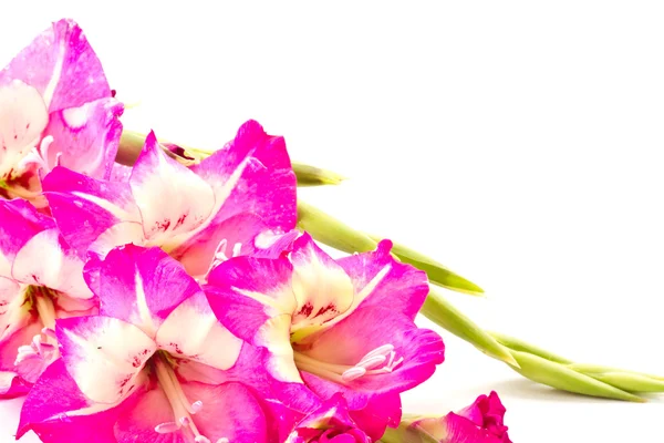 Magenta summer flowers — Stock Photo, Image