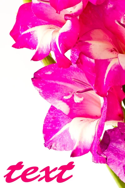 Пурпурового літні квіти — стокове фото