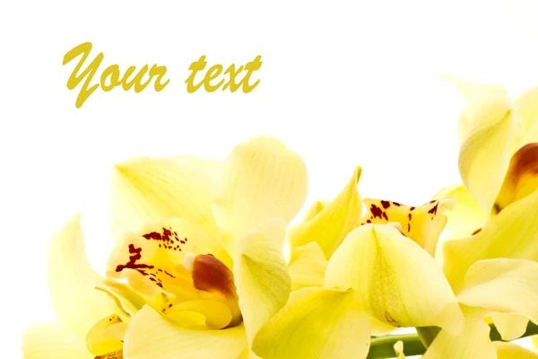 Orquídea amarela — Fotografia de Stock