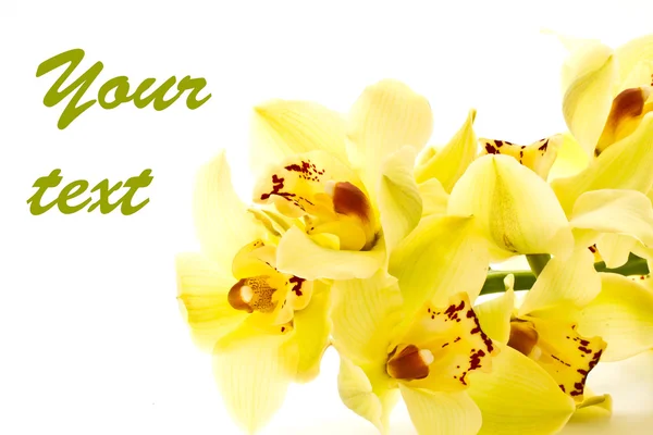 Orchidée jaune — Photo
