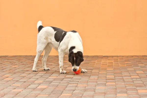 Dog with ball — Stock Photo, Image