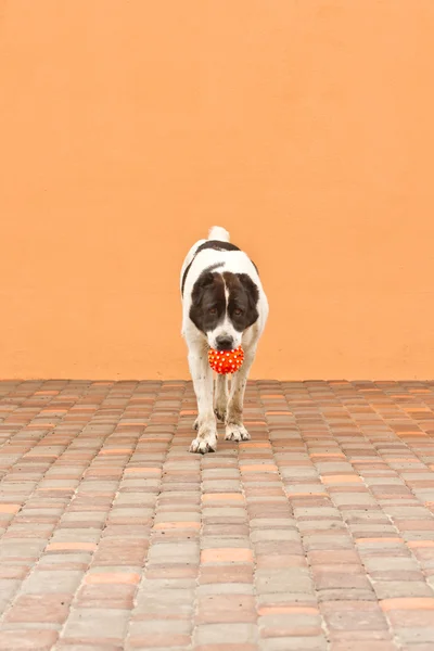 Perro con pelota —  Fotos de Stock