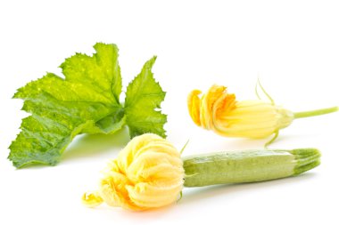 Zucchini flower clipart